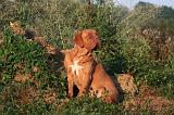 DOGUE DE BORDEAUX 365